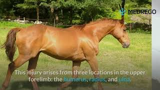 Horse Tendon amp Ligament Injuries and 7 Ways to Treat Them [upl. by Kiel]