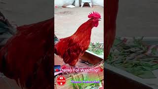 Rooster Crowing  Rooster Sound  Rooster Sound Effect shorts roostercrowing roostersound [upl. by Erreipnaej]