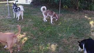 Fence is done The mighty Pack explores the new run [upl. by Roxana653]