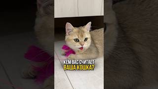 Кем вас считает ваша кошка 🐱 [upl. by Riorsson]