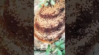 😱Honey Bees Damage Colony 😂 Very Sad Movement 😭 shorts ytshorts viralshorts honeybee [upl. by Haran]