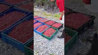 lingonberry picking harvesting cranberry lingonberry berryfarm [upl. by Allit144]