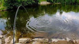 Fly Fishing Carp with Egg Flies under a Mulberry Tree [upl. by Birch]