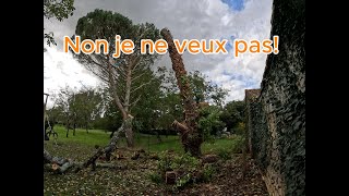 Fin dun cerisier arborist jardin nature arbre toro [upl. by Assanav]