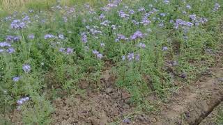 Phacelia growing at the height of summer in Lincolnshire [upl. by Yerag]