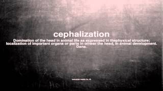 What does cephalization mean [upl. by Nerat]