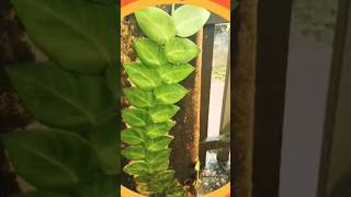 Rhaphidophoraplants shortsviral nature lushplants gardening [upl. by Ellinger]