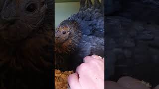 First sign of chick under broody hen [upl. by Mariele]