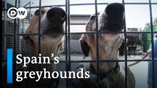 Galgos Are Spains greyhounds mistreated  DW Stories [upl. by Devlin870]