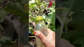 How I destroyed aphids and mites in one spray Watch demonstration video in the link below [upl. by Arabrab107]