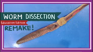 Worm Dissection Remake  If You Cut a Worm in Two EDU [upl. by Gerti]