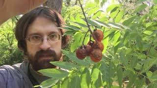 Learn all about Soapberry Trees [upl. by Mckale]