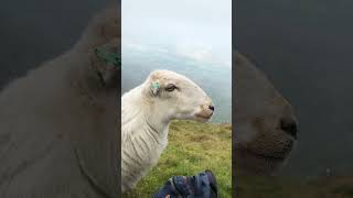 The friendliest prettiest sheep at the top of Cader Idris snowdonia hiking cancerjourney sheep [upl. by Kcirrad]