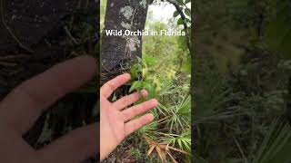 Wild Orchids Grow in Florida [upl. by Retsam]