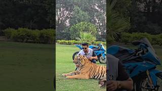 Sundarban royal Bengal tiger new short video man rider new YouTube short video Rocky Delhi YouTube [upl. by Llehcim794]