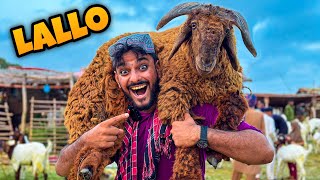 ALHAMDULILLAH QURBANI KE LIE 25 HAZAR KA EK OR DUMBA LE LIA 😍  Mandi Vlog Bakra Eid 🥰 [upl. by Ralf]