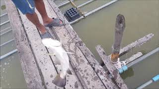 Mud Crab and Fish Farm in Thailand [upl. by Scuram288]