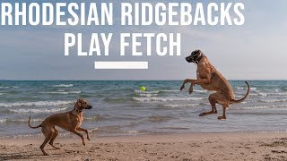 Rhodesian Ridgebacks Playing Fetch [upl. by Rogers]