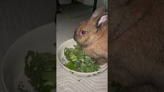 Bunny eating leafy greens 🥬 [upl. by Xavier]