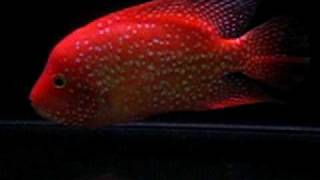 My Red Texas Cichlid III [upl. by Bondon476]