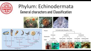 Phylum Echinodermata General characters and Classification [upl. by Zelig]