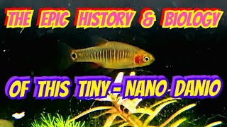 The Incredible History amp Biology of The Emerald Dwarf Rasbora  Danio erythromicron Care amp Breeding [upl. by Pantia703]