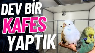 BÜYÜK SALMA KAFES  YARALANDIM AMA DEĞDİ  Abarttık  muhabbetkuşu [upl. by Arebma603]