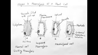 STAGES OF PLASMOLYSIS DIAGRAM FOR CLASS 11 BIOLOGY [upl. by Ailyn]