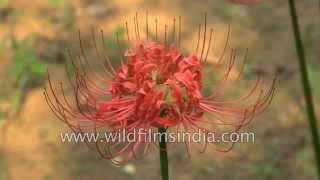 Nerine Lilies flower in Delhi  post monsoon season [upl. by Martguerita]