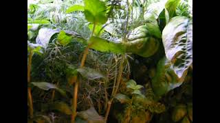 quotMy Aero Hydroponic Herb Gardenquot at 25 months inquot [upl. by Nagad]