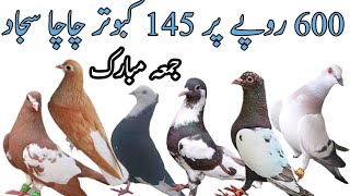 Chacha Sajjad 145 Fighters Rangeen Kabootar Gola Kabutar Sherazi pigeons Kabootar Bazi [upl. by Uuge818]