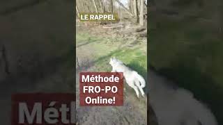 Le RAPPEL du CHIEN au SIFFLET 🤯 [upl. by Ardnauq102]