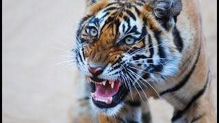 Royal Bardia National Park Tiger Attack Nepal [upl. by Navannod225]