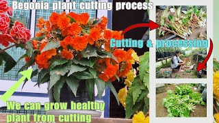 Begonia cutting process from plant plz watch n share informative vedio begonia nursery darjeeling [upl. by Mainis278]