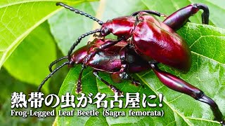 熱帯のド派手な虫が名古屋にいる！【フェモラータオオモモブトハムシ】 [upl. by Llib]