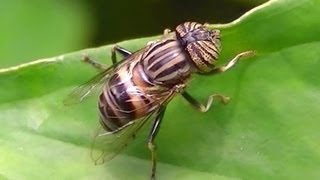 Eristalinus taeniops hoverfly  bandeyed drone fly Syrphidae  Eristalinae  Eristalini [upl. by Spatola557]