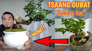 FUKIEN TEATSAANG GUBATREPOTTING MOSS [upl. by Eirrac]