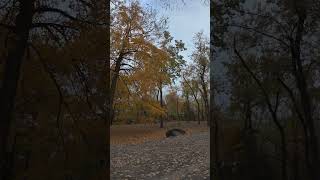 Autumn in Canada↑FULLVIDEO↑CLICK↑ABOVE↑ pleasesubscribecitylifeboy mountroyal [upl. by Aitselec]