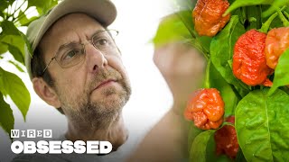 How This Guy Made the Worlds Hottest Peppers  Obsessed  WIRED [upl. by Toombs]