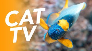 CAT TV  FISH VIDEO FOR CATS  Coral Reef Exploration Adventure 20 Hours [upl. by Partan]