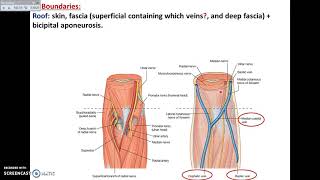 Overview of UL 11  The Cubital Fossa  Dr Ahmed Farid [upl. by Darell]