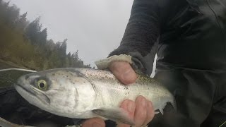 South Sound Adventure Fly Fishing for Sea Run Cutthroat and Resident Coho [upl. by Amata]