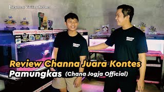 Review Channa Juara Kontes milik PAMUNGKAS chanajogjaofficial2051 [upl. by Duthie514]