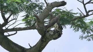 Greyheaded fish eagle Singapore [upl. by Maible54]