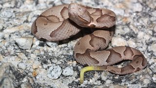 Learning about copperheads with the Carolina Reptile Center [upl. by Kruger]