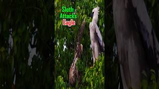 🦅 vs 🦥  Sloth attack Eagle for save his life and shorts eagle sloth wildlife animals [upl. by Fondea]