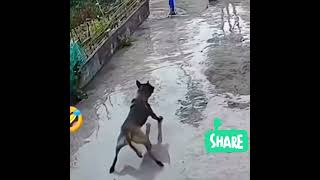 funny Video funny comedyvideos memes [upl. by Nasas]