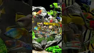 fish short videocotto [upl. by Gabriell]