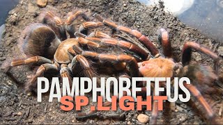 Pamphobeteus sp Light Mating [upl. by Ailene139]