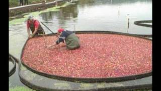 Cranberry Harvesting [upl. by Elsey]